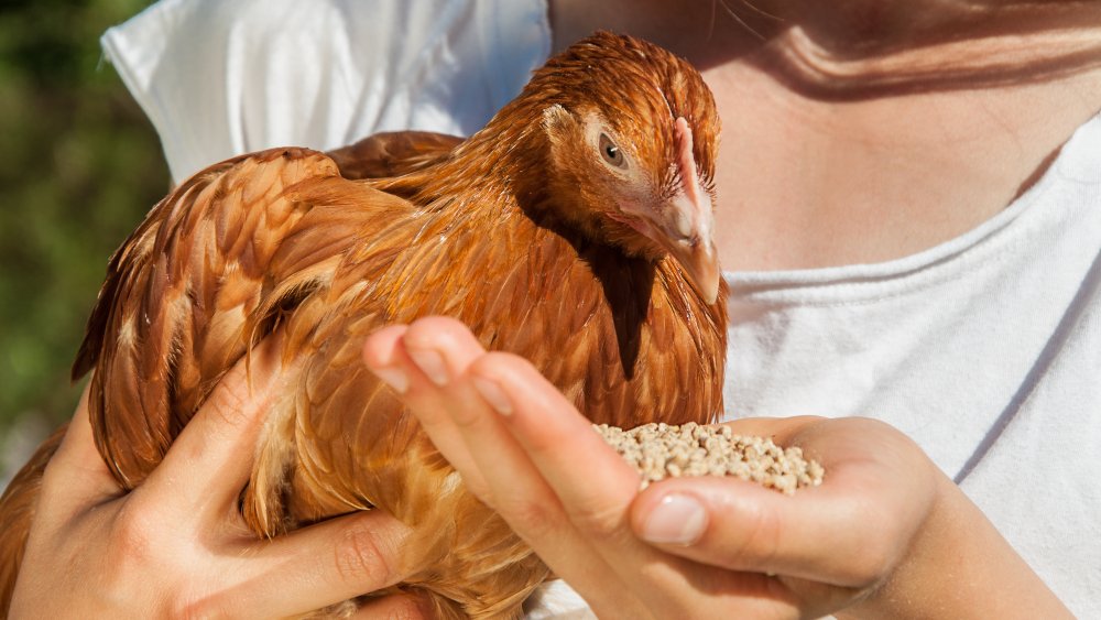 Girl feeding chicken