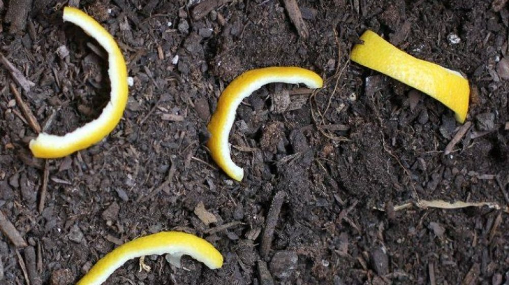 Lemon peel in garden