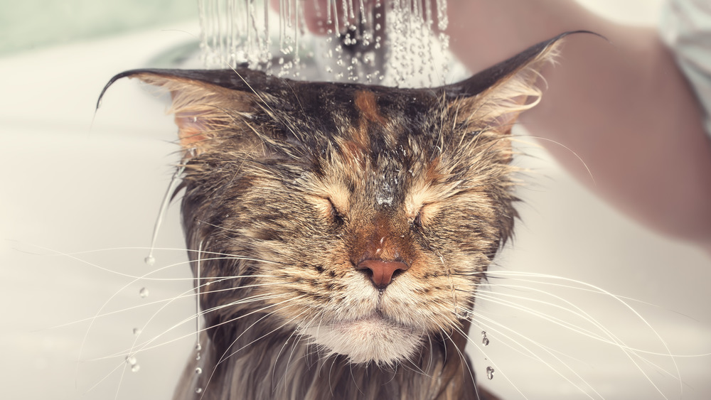 cat taking a bath with its eyes closed