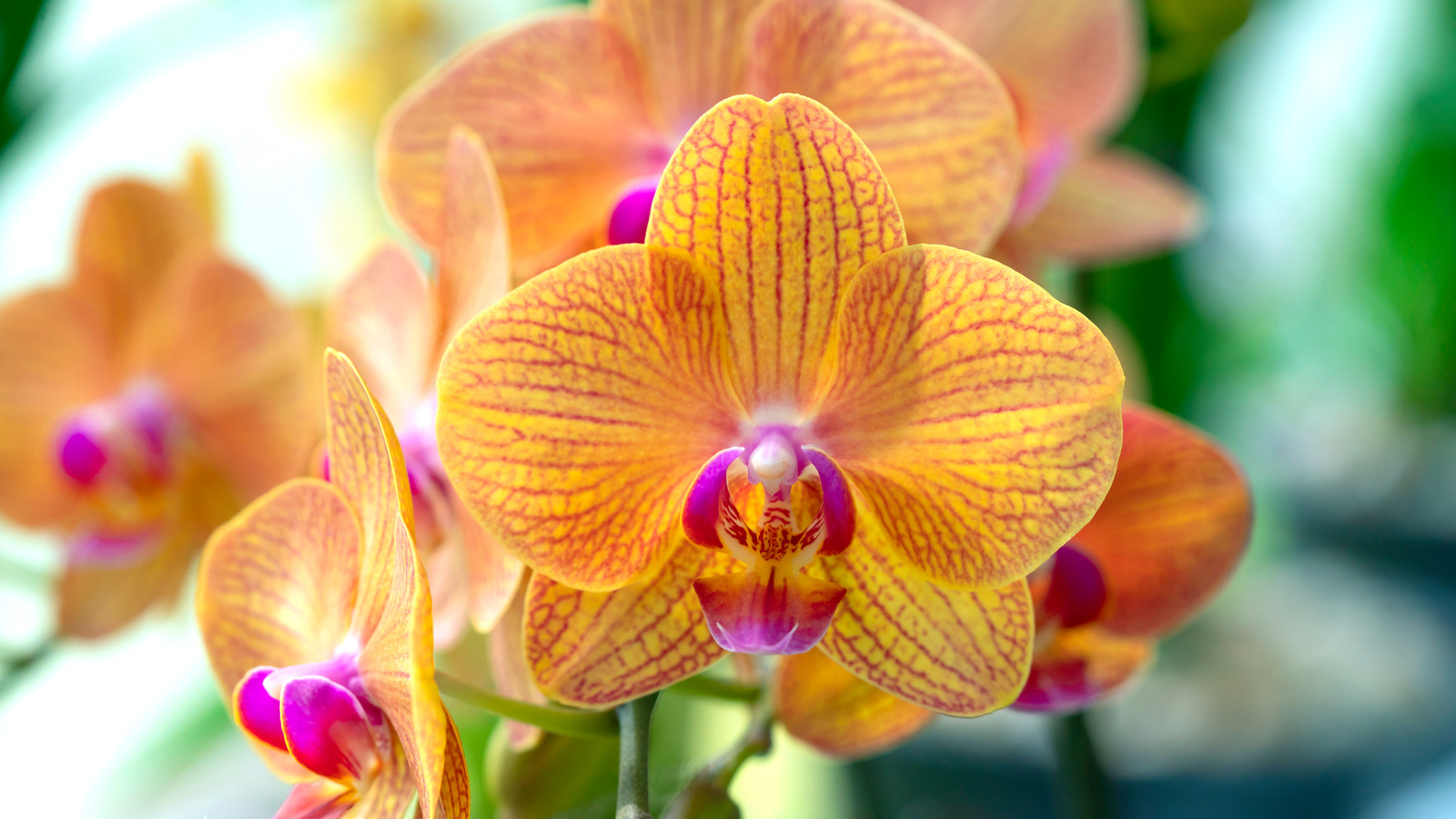 You've Been Taking Care Of Your Orchids The Wrong Way All Along