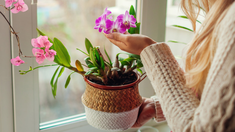 Hand holds purple orchids