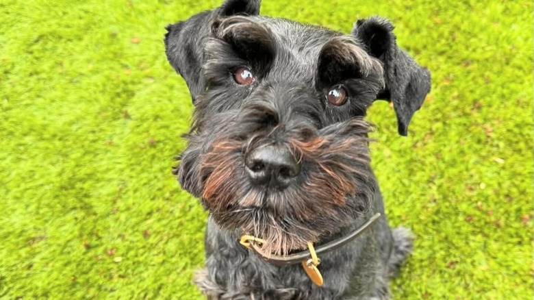 miniature schnauzer in grass field looking up